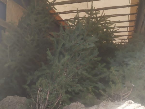 Из Оренбуржья в Казахстан незаконно пытались вывезти 84 саженца ели