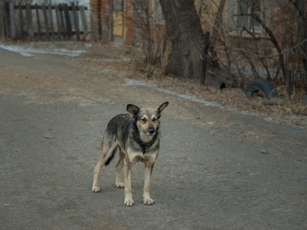 7-летнего ребенка из Абдулинского района покусала собака