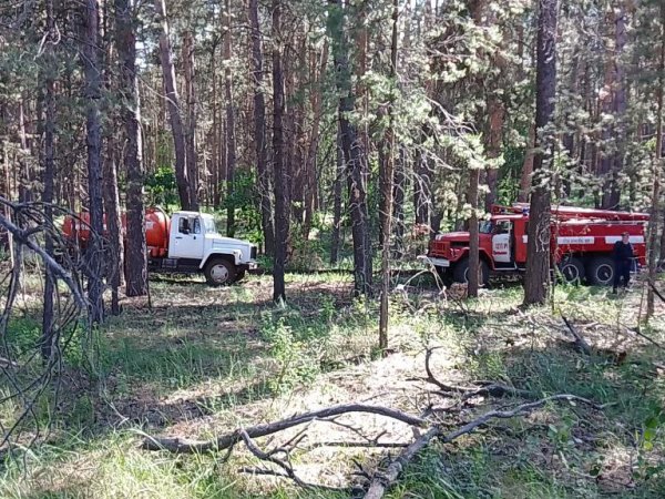 У с. Пронькино Сорочинского городского округа произошел лесной пожар