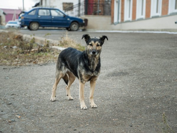 9-летнего ребенка из Пономаревского района укусила собака