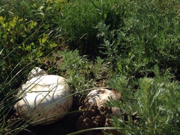 В лесном массиве между п. Адамовка и п. Шильда скончался грибник