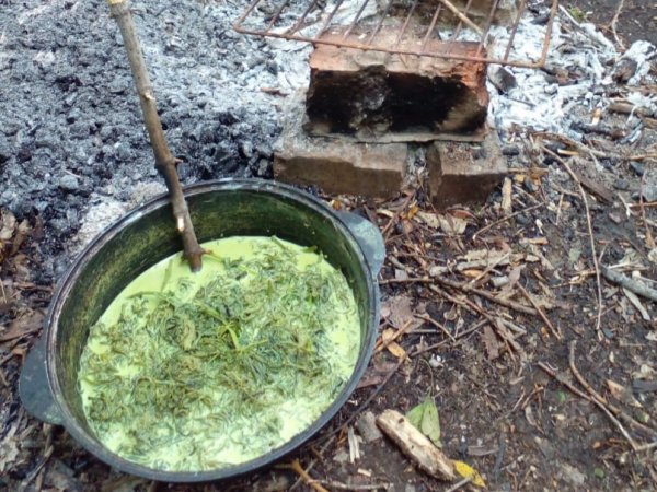 Двое жителей Переволоцкого района готовили наркотики в лесу