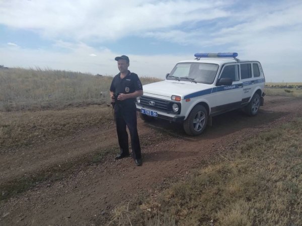 Полицейские Орска разыскивают телят