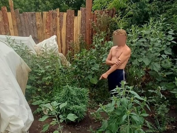 Житель Октябрьского района выращивал на огороде коноплю