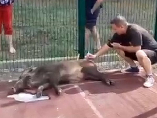 Соцсети: в Оренбурге на спортплощадку лицея № 7 забежал дикий кабан