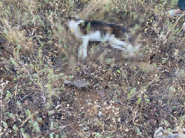 В Домбаровском районе задержан мужчина, застреливший двух беспородных собак