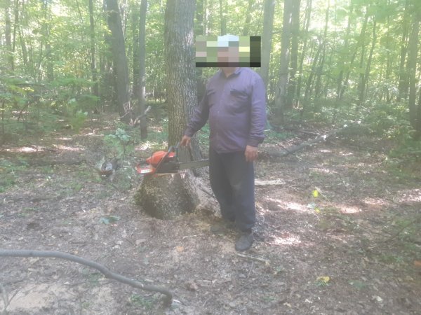 Жителю Абдулино, который незаконно срубил дуб, грозит срок до 7 лет
