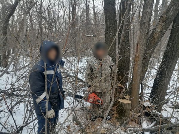 Оренбуржца будут судить за незаконную рубку леса