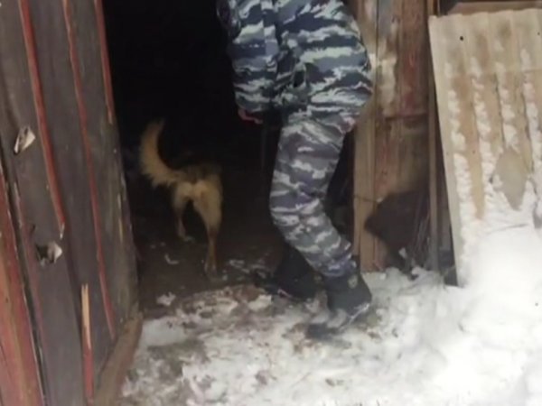 В Бугуруслане 56-летнему мужчине грозит 3 года тюрьмы за хранение конопли