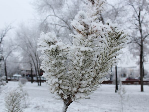 В ближайшие сутки в Оренбуржье ожидаются мокрый снег и ледяной дождь