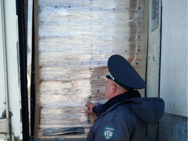 Из Оренбуржья в Киргизию незаконно пытались вывезти обезьяну