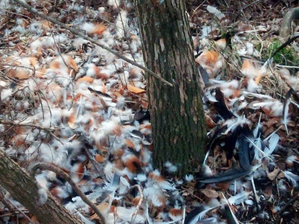 Браконьер из Илекского района убил двух лебедей
