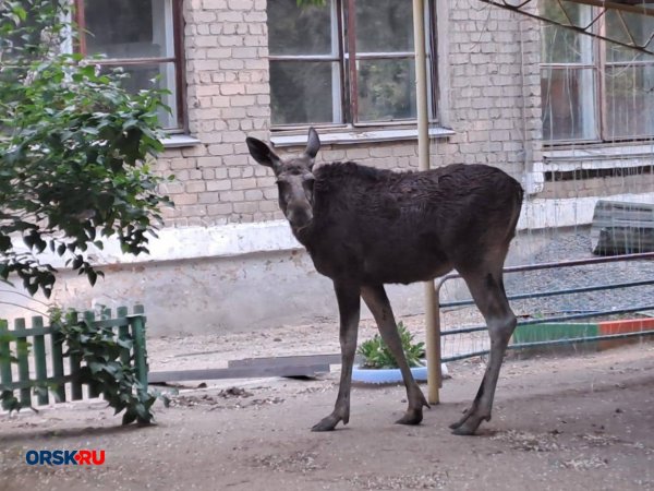 В Орске на территорию детсада забрел лось, прыгнул на забор и погиб