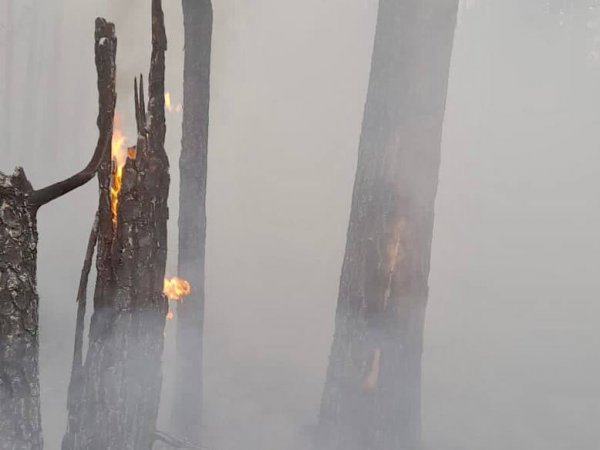 В Бузулукском бору произошел пожар