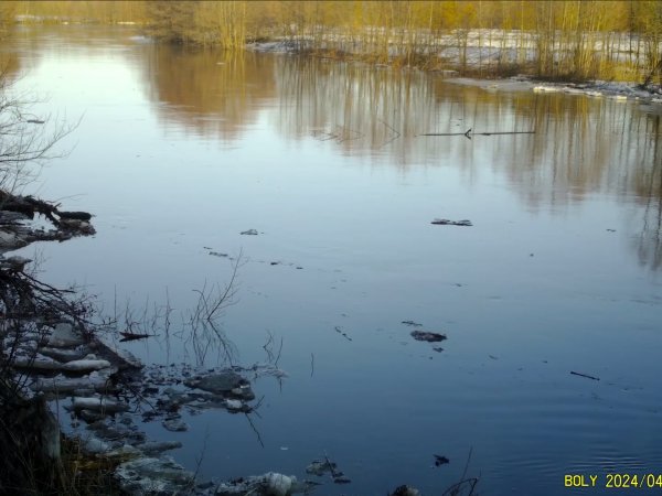 В «Бузулукском бору» под водой остаются 11 тысяч гектаров