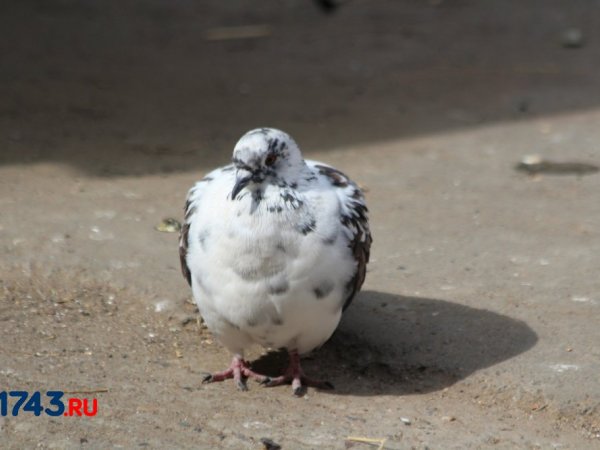 В Сорочинске подозреваемому в воровстве голубей грозит до 5 лет колонии