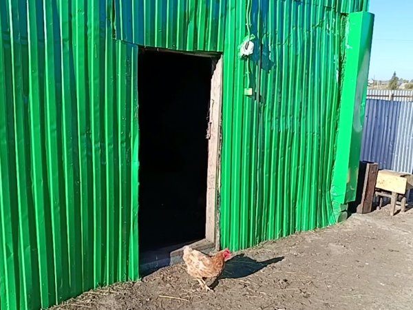 Школьница из Тюльганского района почти сутки пряталась в сарае