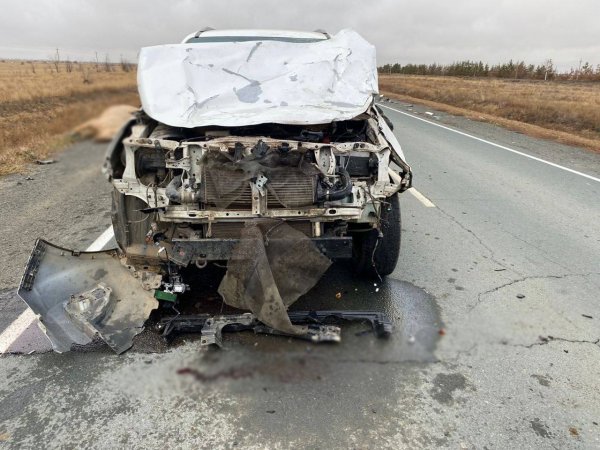 В Новоорском районе в результате тройной аварии погибли две лошади