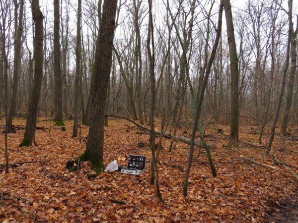 В Бугуруслане задержали дровосека, который уничтожил 2 дуба