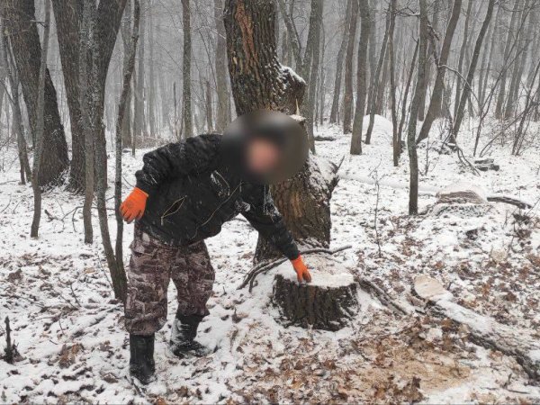 В Шарлыкском районе задержали дровосеков, которые рубили дубы и клёны