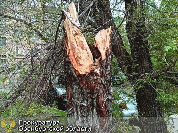 Новотройчанка получит 300 тысяч рублей за упавшее на неё дерево