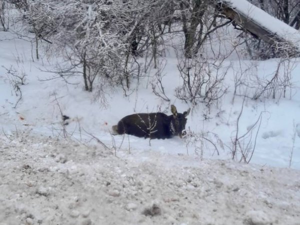 На автодороге Бузулук-Колтубановский сбили годовалого лося