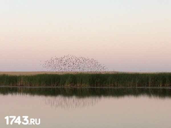В Оренбуржье из реки Илек достали тело мужчины