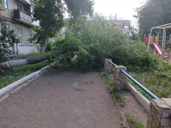 Ураган наломал дров: в Оренбурге ветер с корнем вырвал дерево