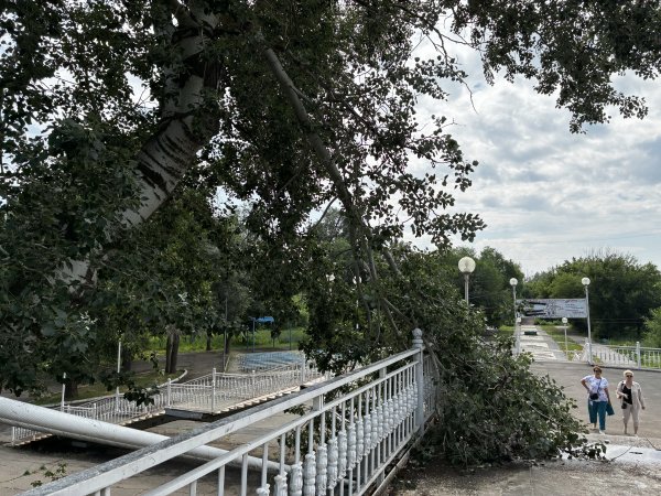 На мост через Урал в Оренбурге упала ветка старого дерева
