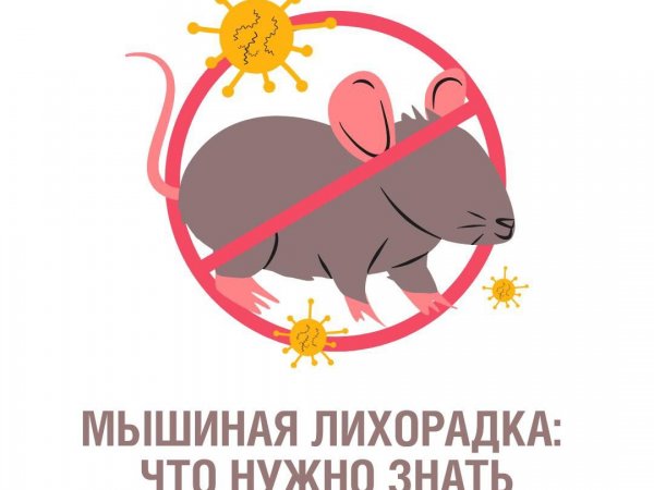 В Оренбургской области напряжённая эпидситуация по мышиной лихорадке