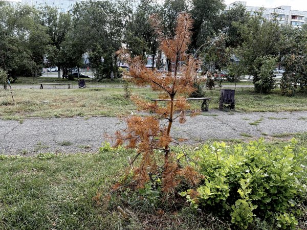 Большинство сосен в сквере митрополита Леонтия на улице Чкалова погибли. Фото 1743.ru