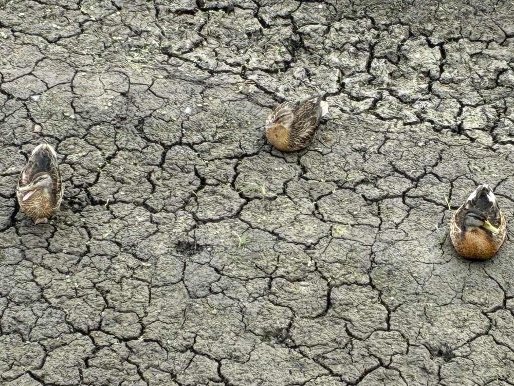 Земля, недавно бывшая дном болота, растрескалась от недостатка влаги. Фото 1743.ru Земля, недавно бывшая дном болота, растрескалась от недостатка влаги. Фото 1743.ru