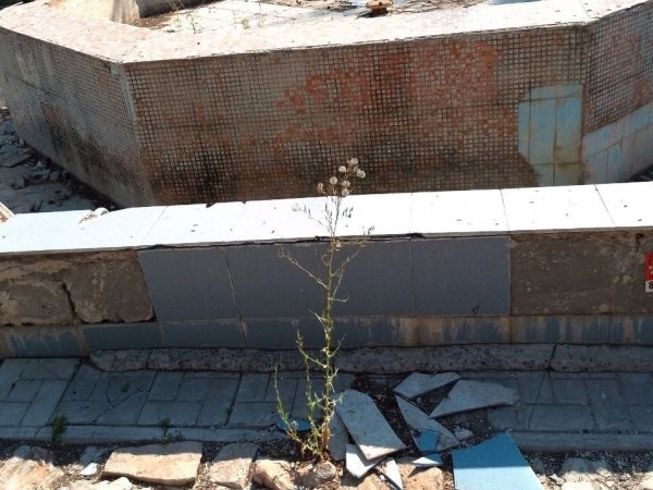 Там, где звенели водные струи, теперь растет колючка