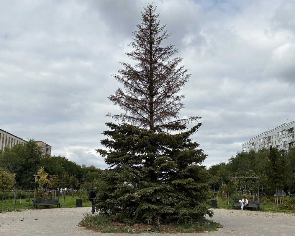 Озеленение не удалось: крупноразмерная ель наполовину засохла. Фото 1743.ru