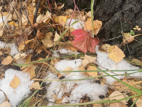 Заморозки до -6°С ожидаются в Оренбуржье ночью и утром 30 сентября