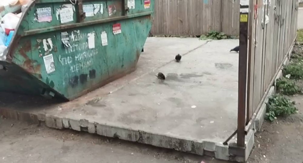 Крыса вместе с голубями пирует на мусорке во дворе дома. Фото сделано в сентябре 2025 года
