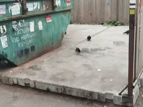 Крыса вместе с голубями пирует на мусорке во дворе дома. Фото сделано в сентябре 2025 года