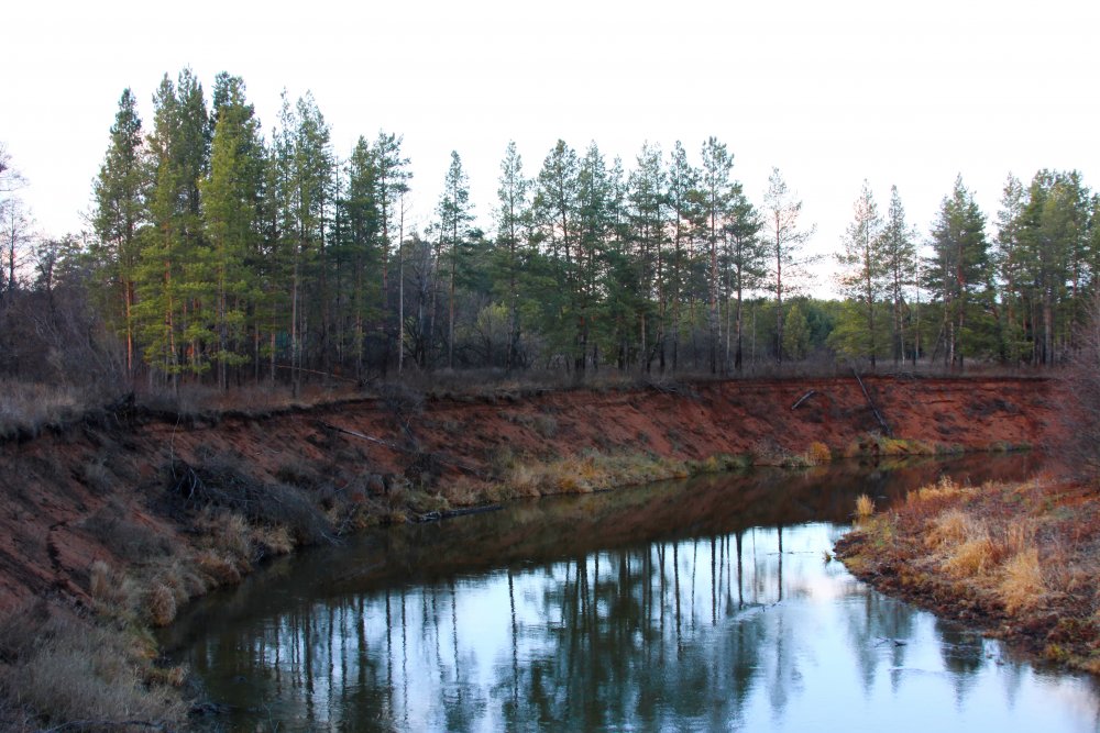 Бузулукский бор — одно из самых живописных мест Оренбуржья. Фото 1743.ru