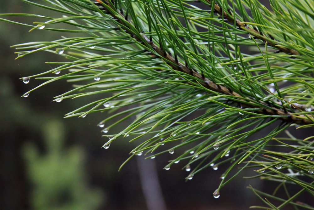 Осень 2025 года оказалась теплой, но дождливой. Фото 1743.ru