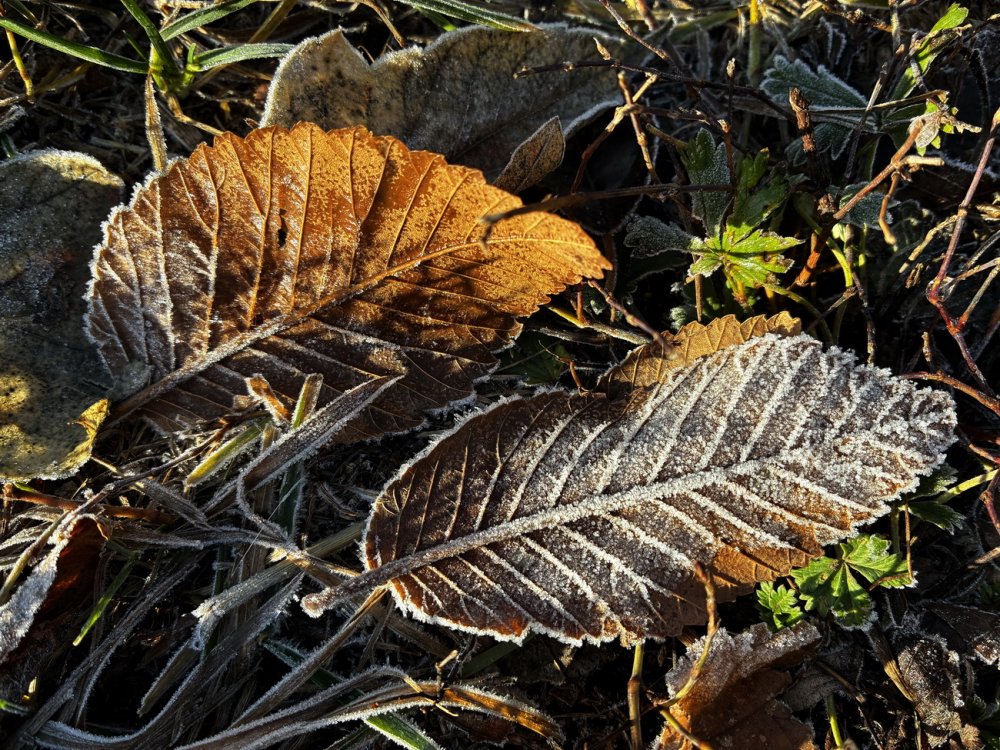 В ноябре землю прибивает заморозками, но из-под опавших листьев пробивается молодая трава. Фото 1743.ru В ноябре землю прибивает заморозками, но из-под опавших листьев пробивается молодая трава. Фото 1743.ru