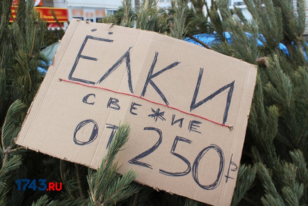 Столько ёлки в Оренбурге стоили больше 3 лет назад; фото из архива 1743.RU