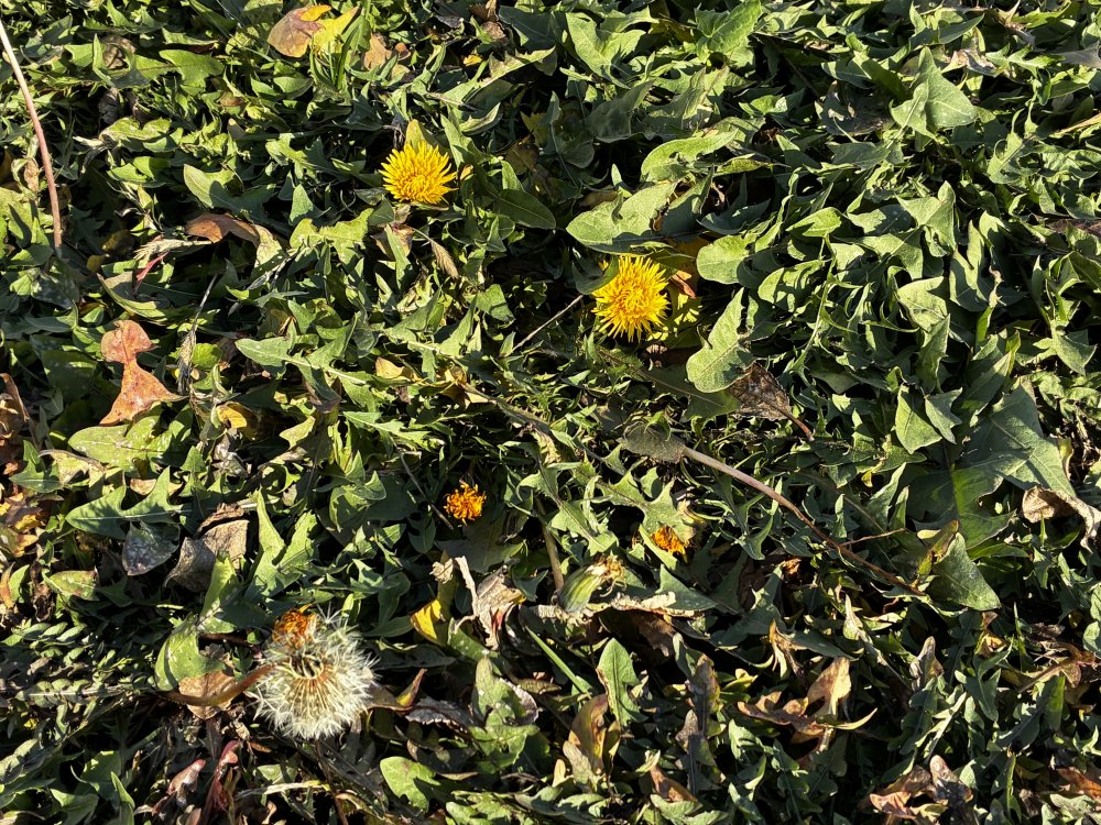 Ноябрьский одуванчик в Оренбурге. Фото 1743.ru