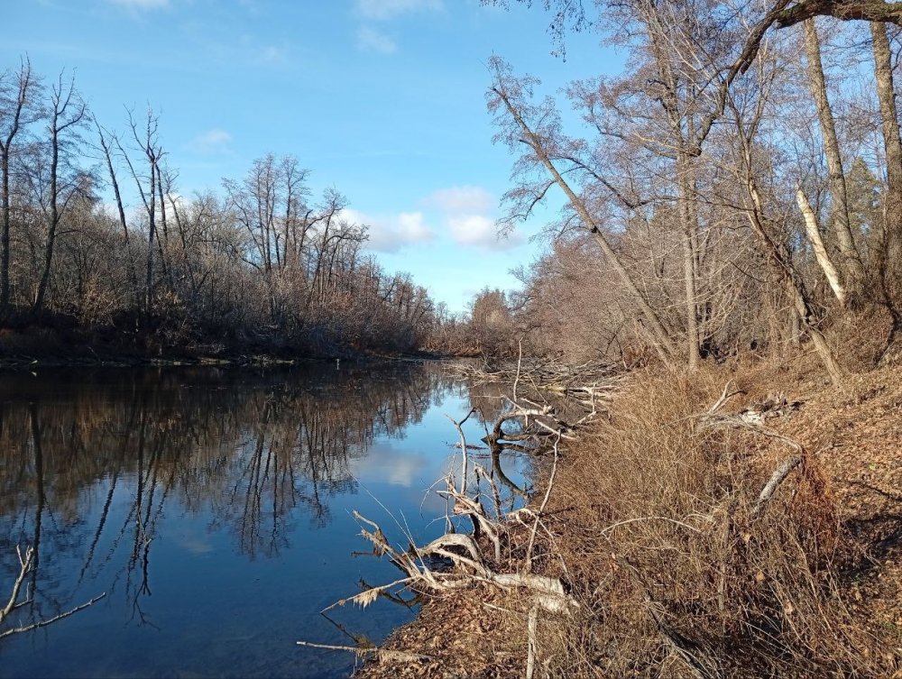 Аномально тёплый ноябрь в Бузулукском бору; фото: тг-канал Бузулукского бора 