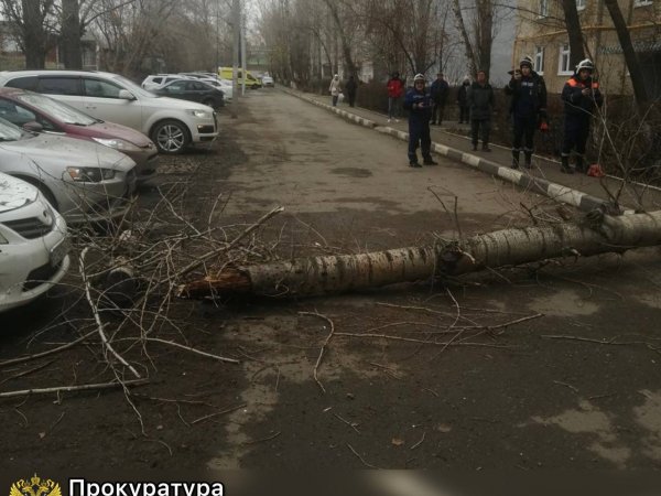 СМИ: На 19-летнюю оренбурженку упало дерево, после этого ей ампутировали ногу