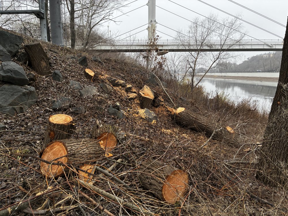 Деревья в Зауральной роще массово вырубаются из-за старости и болезней. Фото 1743.ru