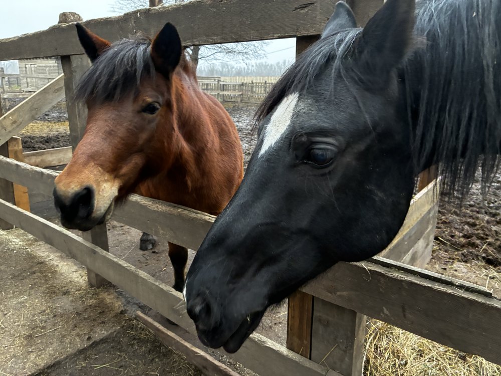 Лошадки из оренбургского клуба «Добрый конь» радуются гостям. Фото 1743.ru