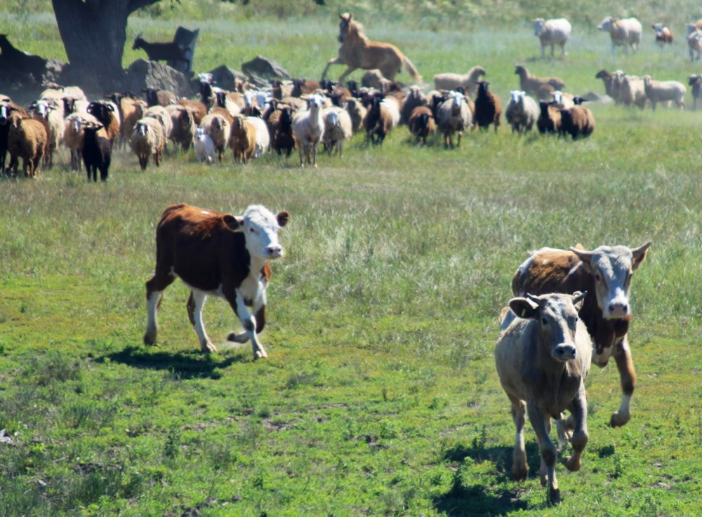 Животноводство всегда считалось одним из важнейших направлений экономики Оренбуржья. Фото 1743.ru Животноводство всегда считалось одним из важнейших направлений экономики Оренбуржья. Фото 1743.ru