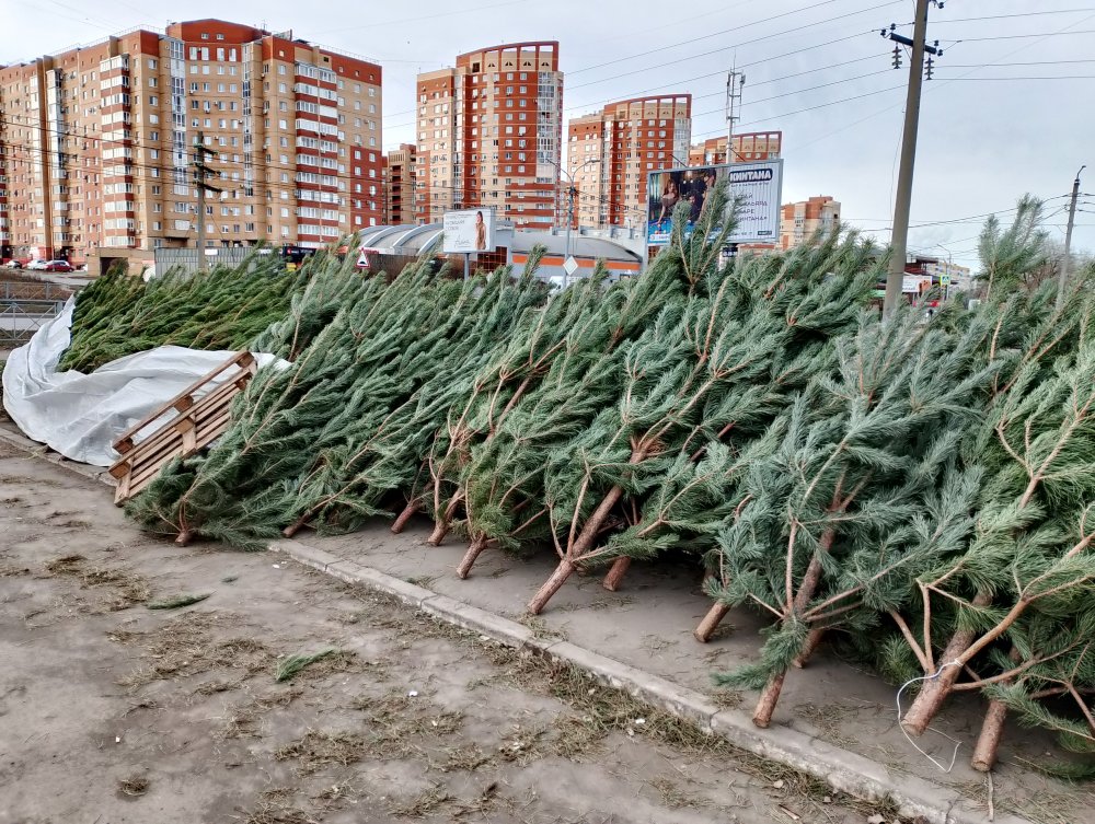 Ёлочный базар в Оренбурге. Фото 1743.ru Ёлочный базар в Оренбурге. Фото 1743.ru