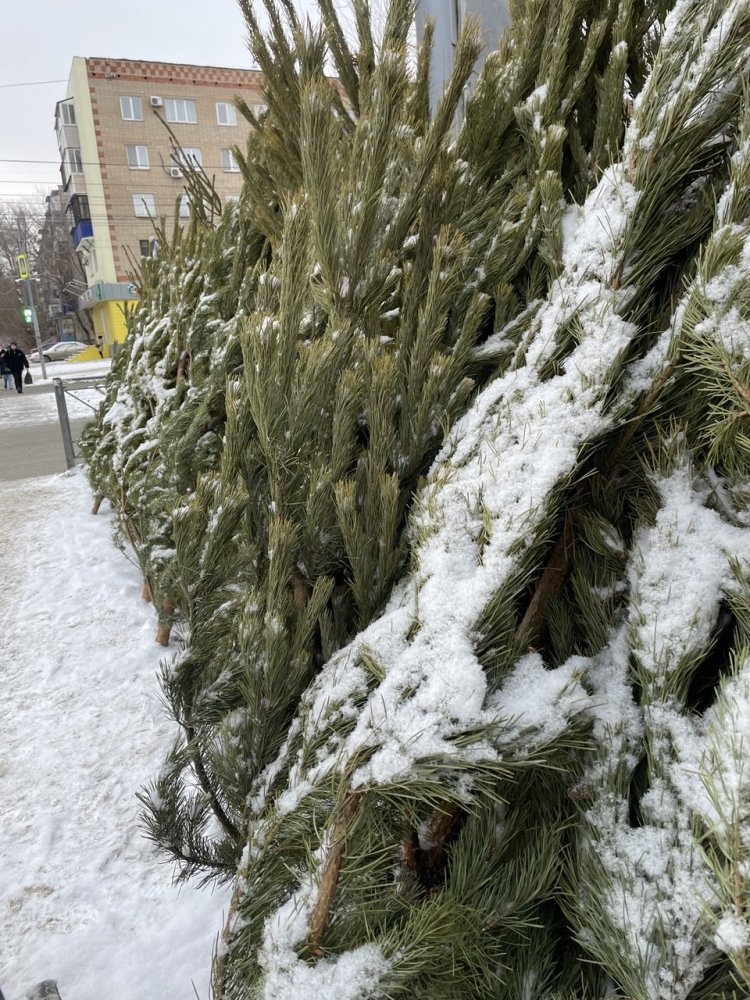 Ёлочные базары открылись с конца ноября — начала декабря в различных населенных пунктах Оренбуржья; фото: 1743.RU