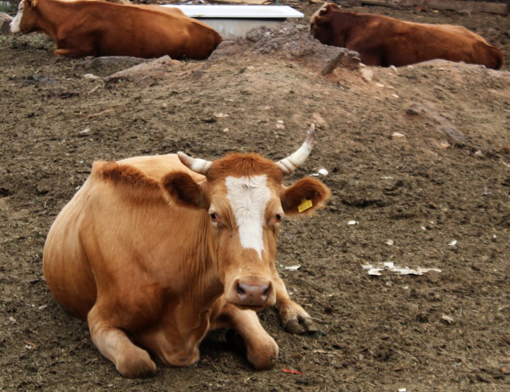 Коровы на одной из оренбургских ферм. Фото 1743.ru